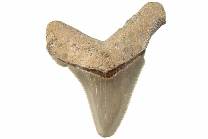 Serrated Angustidens Tooth - Megalodon Ancestor #202428